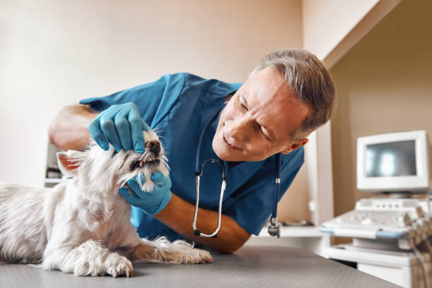 Best 24-Hour Emergency Dentist in Spruce Pine, NC